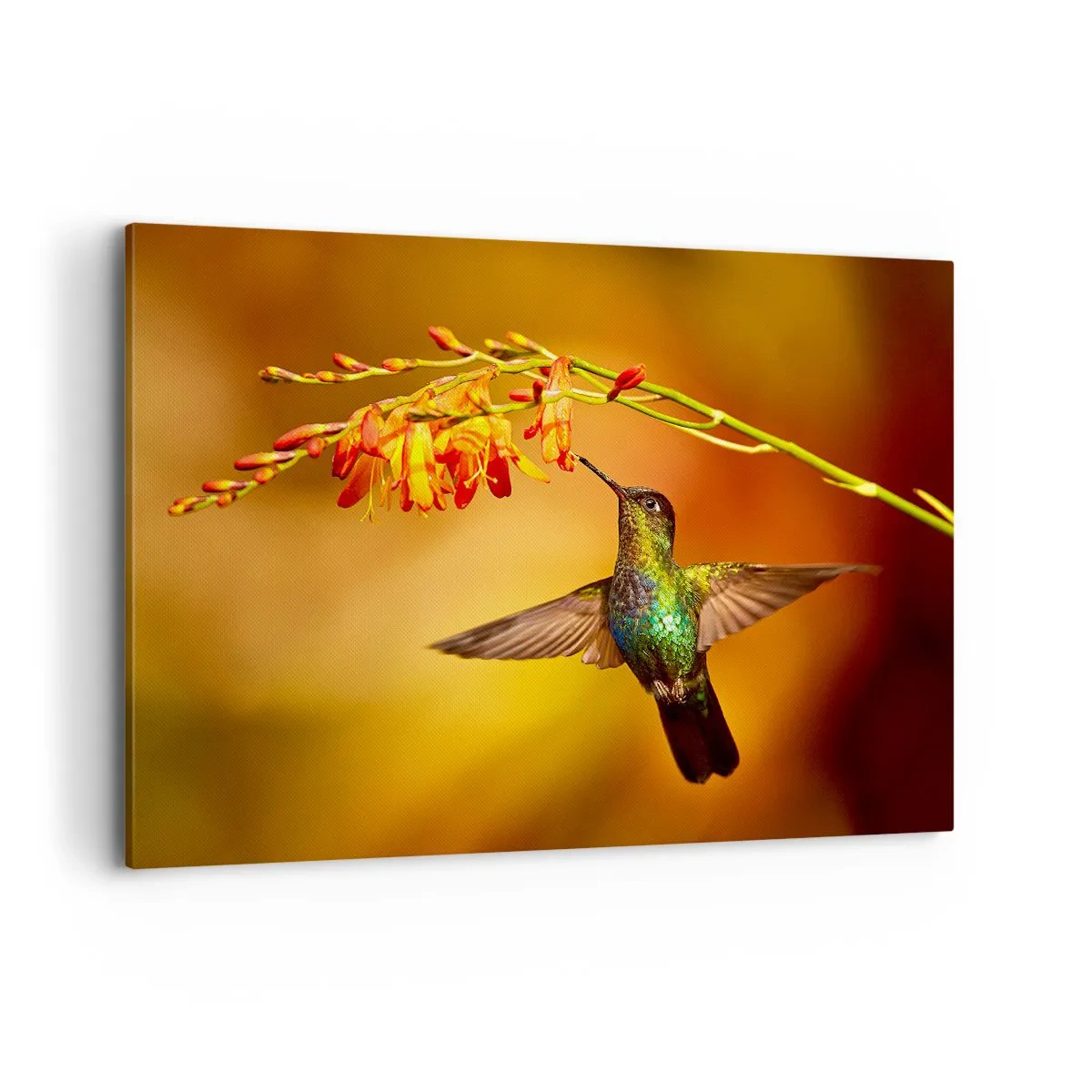 Canvas picture - Messenger of Light according to the Mayans - 120x80 cm