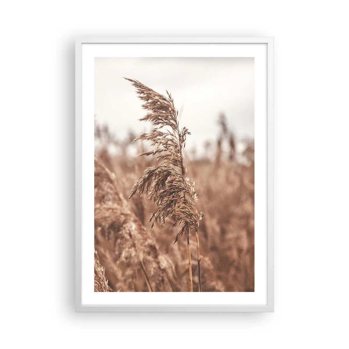 Poster in white frmae - Autumn Has Arrived in the Fields - 50x70 cm