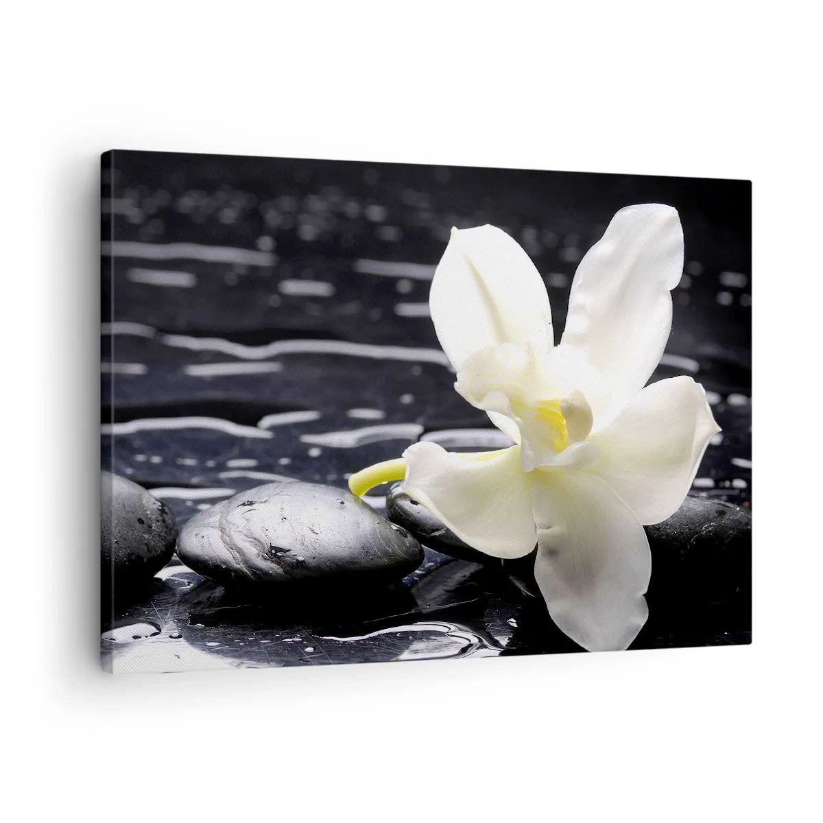 Canvas picture - A white orchid against a background of black stones and water. - 70x50cm - Study in Black and White - Modern wall decoration for the living room and bedroom ARTTOR
