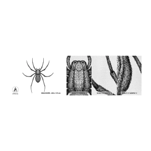 Photo Wallpaper Sample Premium Canvas - Disturbing Precision - Spider, Insect, Minimalistic - 100x30 cm