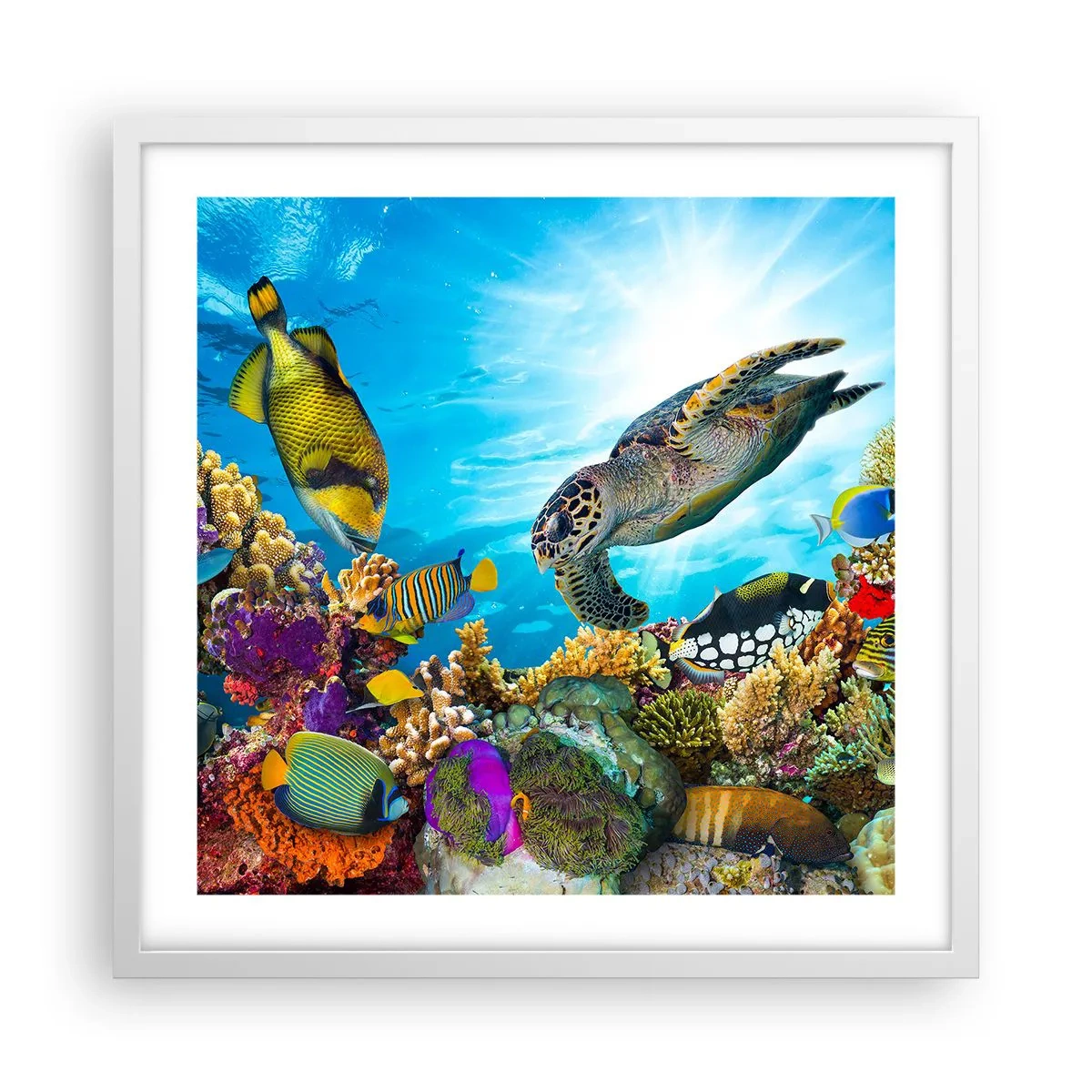 Poster in white frmae - Coral Promenade - 50x50 cm