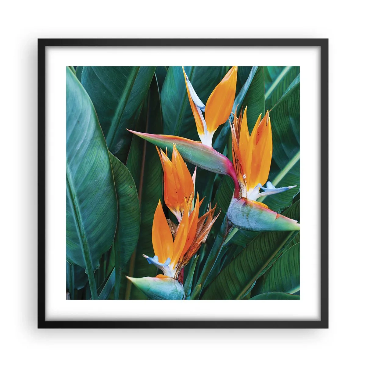 Poster in black frame - Is It a Flower or a Bird? - 50x50 cm