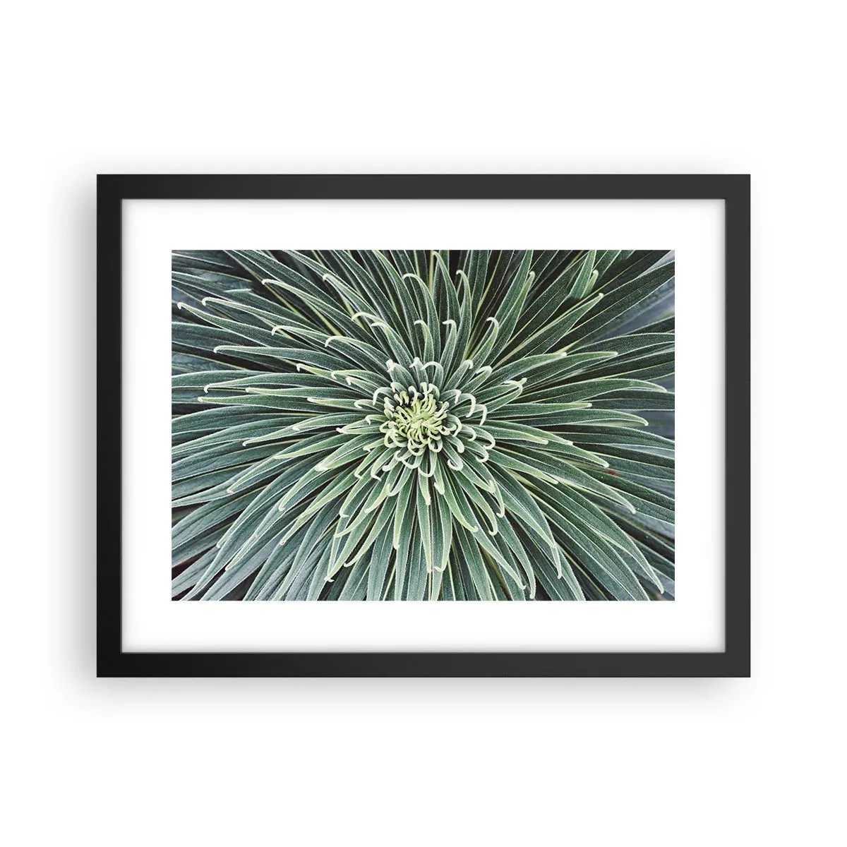 Poster in black frame - Birth of a Star - 40x30 cm