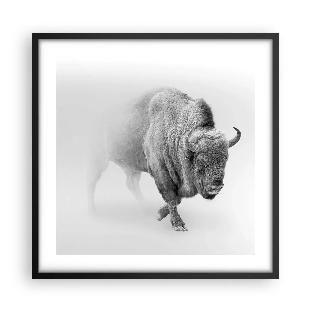 Poster in black frame - King of the Prairie - 50x50 cm