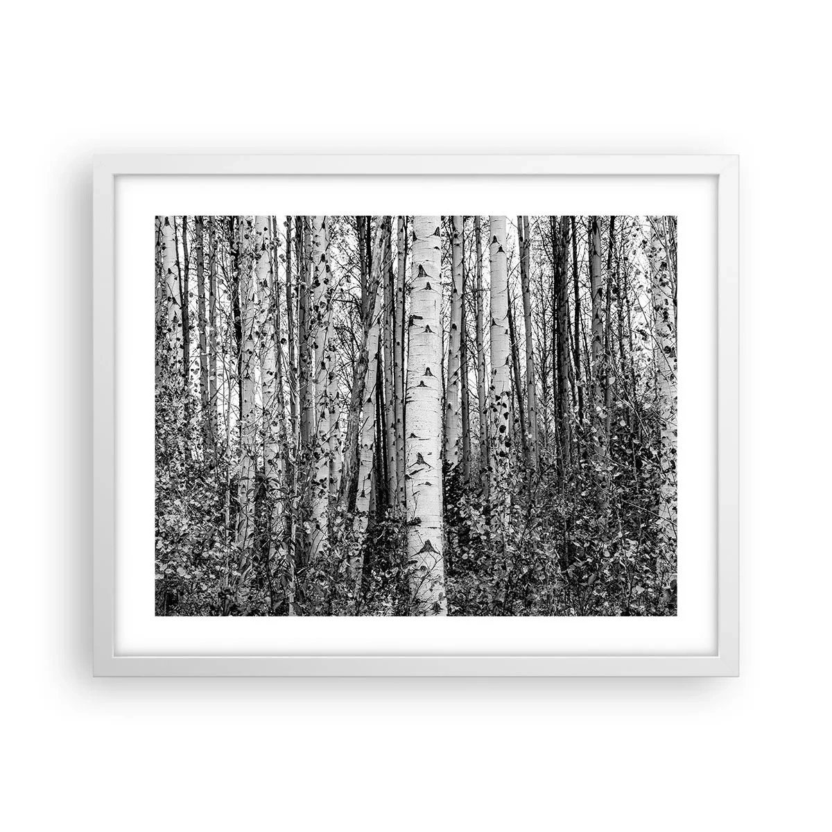 Poster in white frmae - Birch Colonnade - 50x40 cm