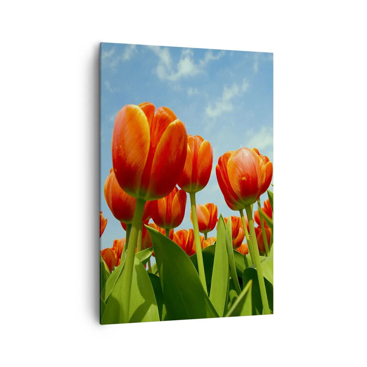 Canvas picture - Blue Sky Is All They Need - 70x100 cm