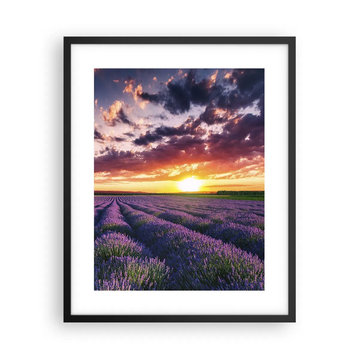 Poster in black frame - Lavender World - 40x50 cm
