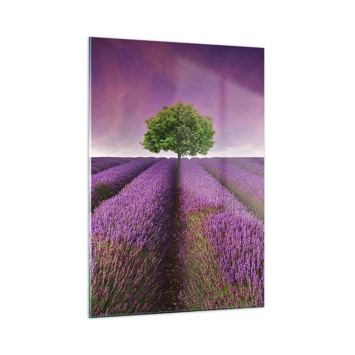 Glass picture - In the Fields of Lavender - 50x70 cm