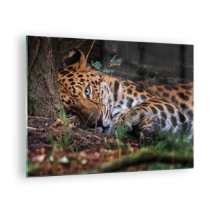 Glass picture - A jaguar lying on the ground, looking calmly into the camera. - 70x50cm - Trust Me - Modern wall decoration for the living room and bedroom ARTTOR