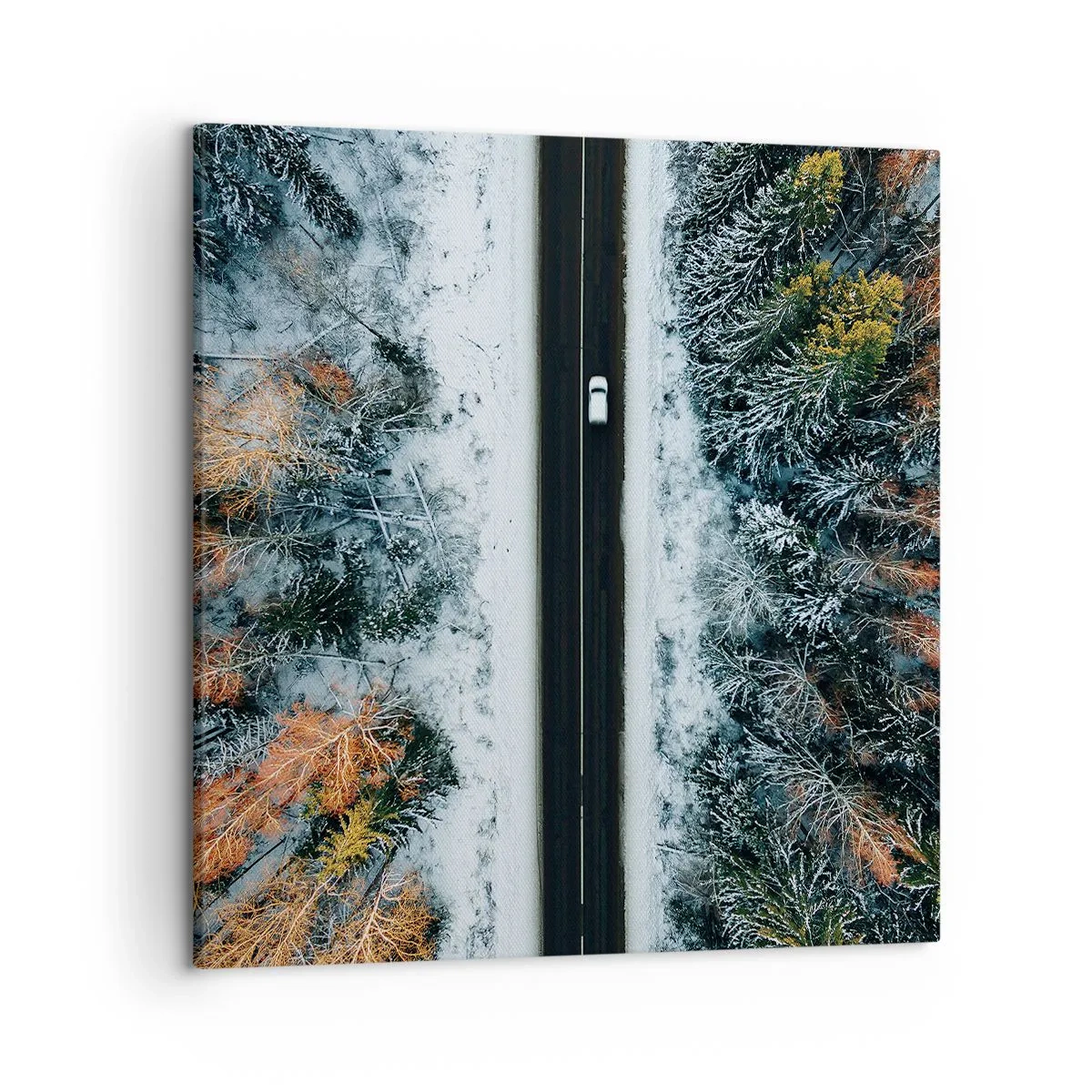 Canvas picture - Through a Wintery Forest - 50x50 cm
