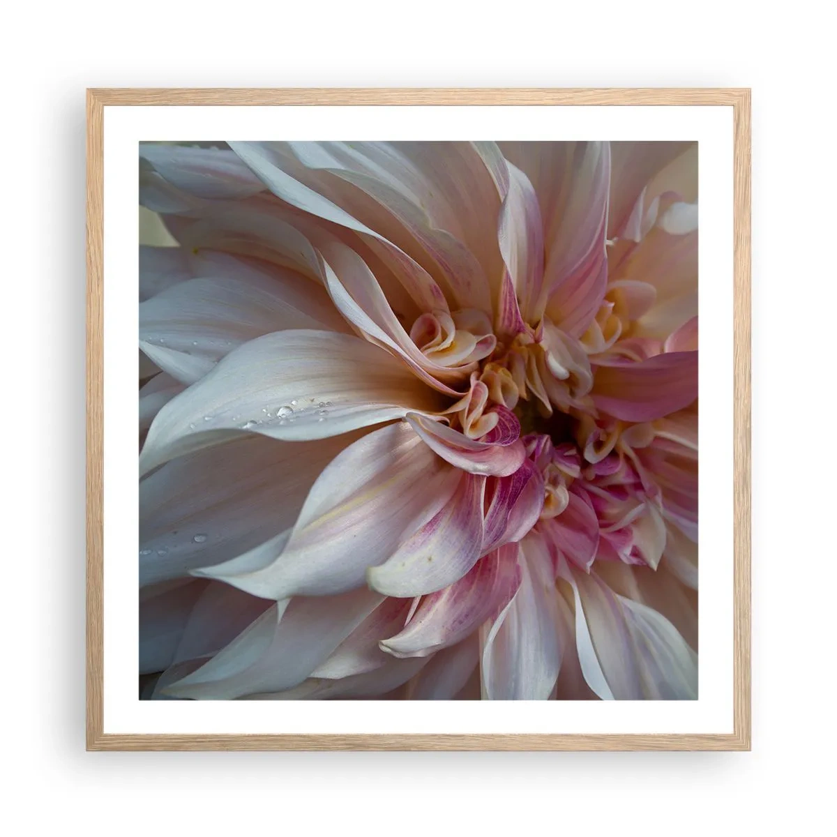 Poster in light oak frame - Blooming Freshness - 60x60 cm