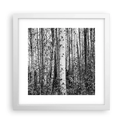 Poster in white frmae - Birch Colonnade - 30x30 cm