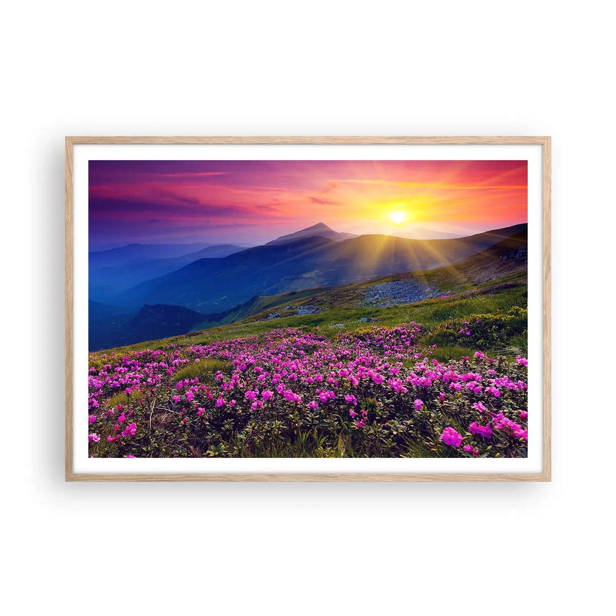 Poster in light oak frame - Surrounded by Mountain Pine and Herbs - 100x70 cm