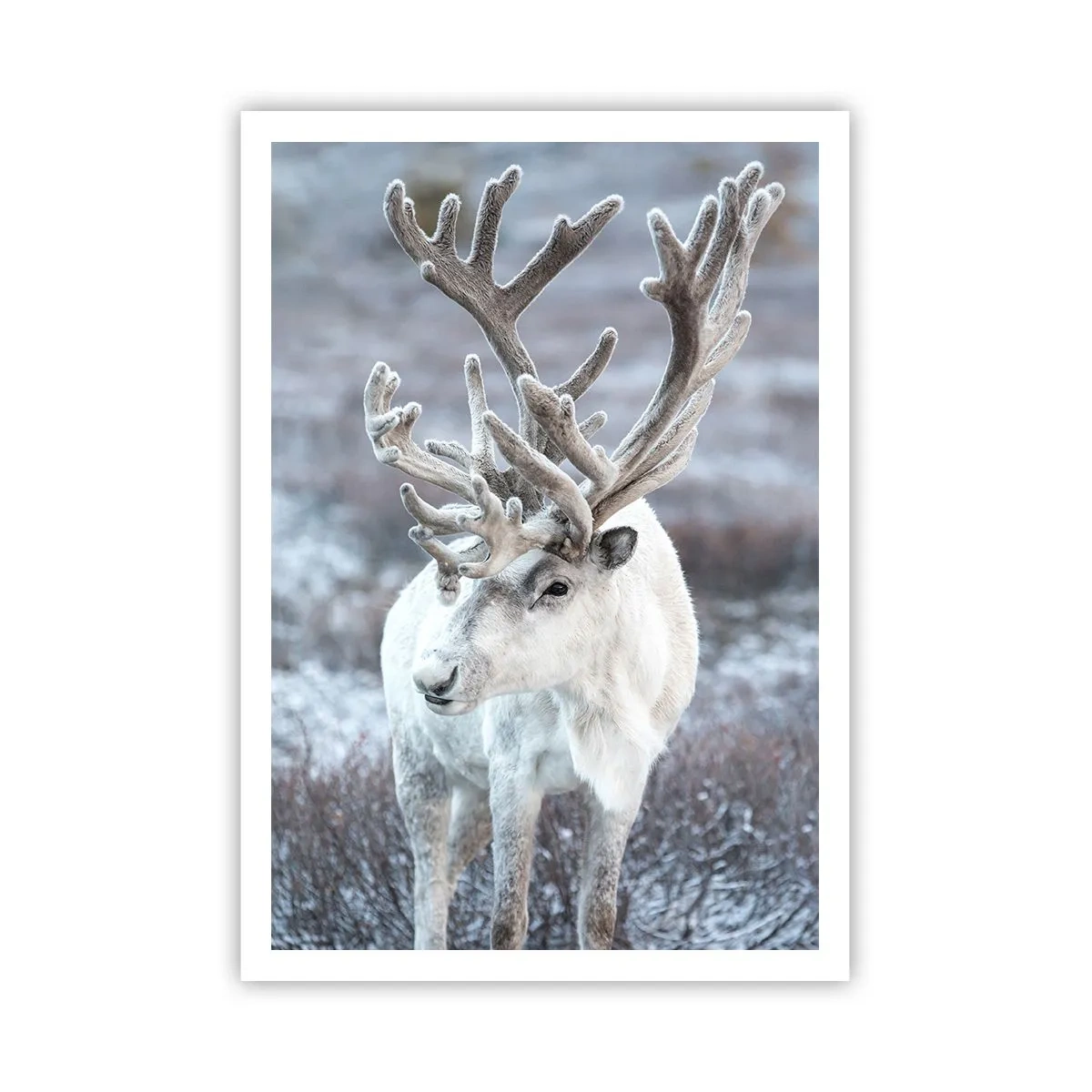 Poster - Portrait in the Sun - 70x100 cm