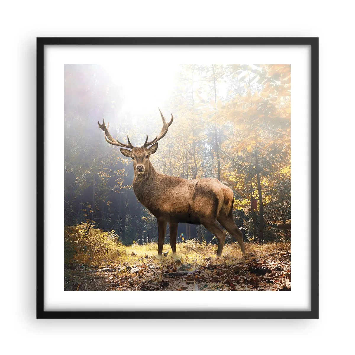 Poster in black frame - In Full Majesty - 50x50 cm