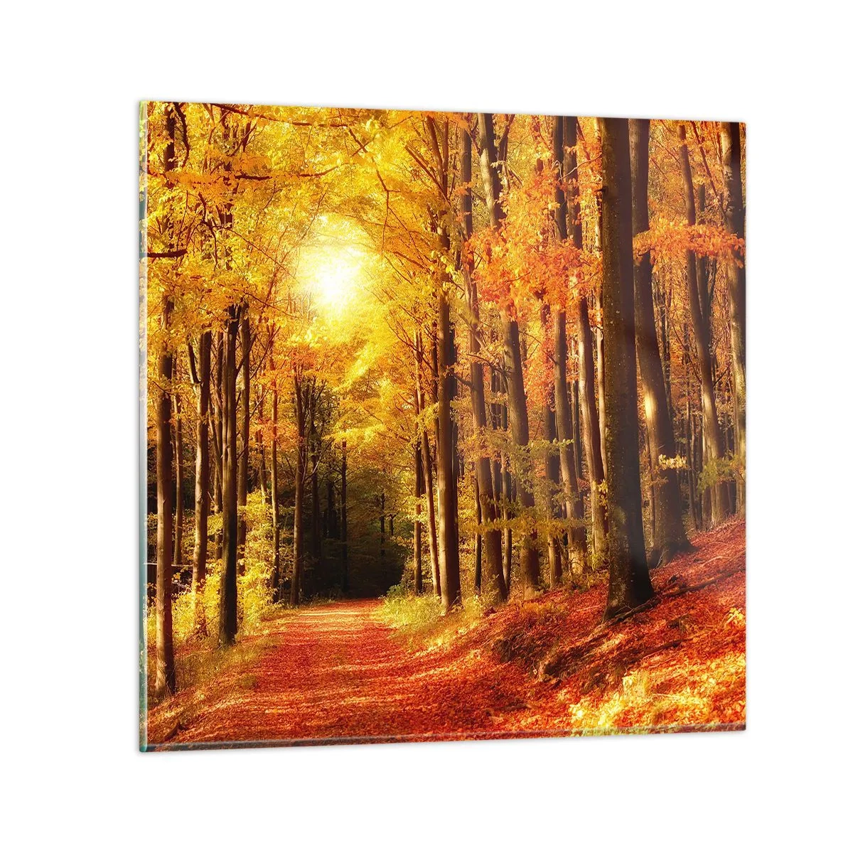 Glass picture - Golden Autumn on a Forest Path - 50x50 cm