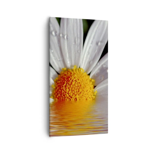 Canvas picture - Sunrise of a Daisy - 55x100 cm