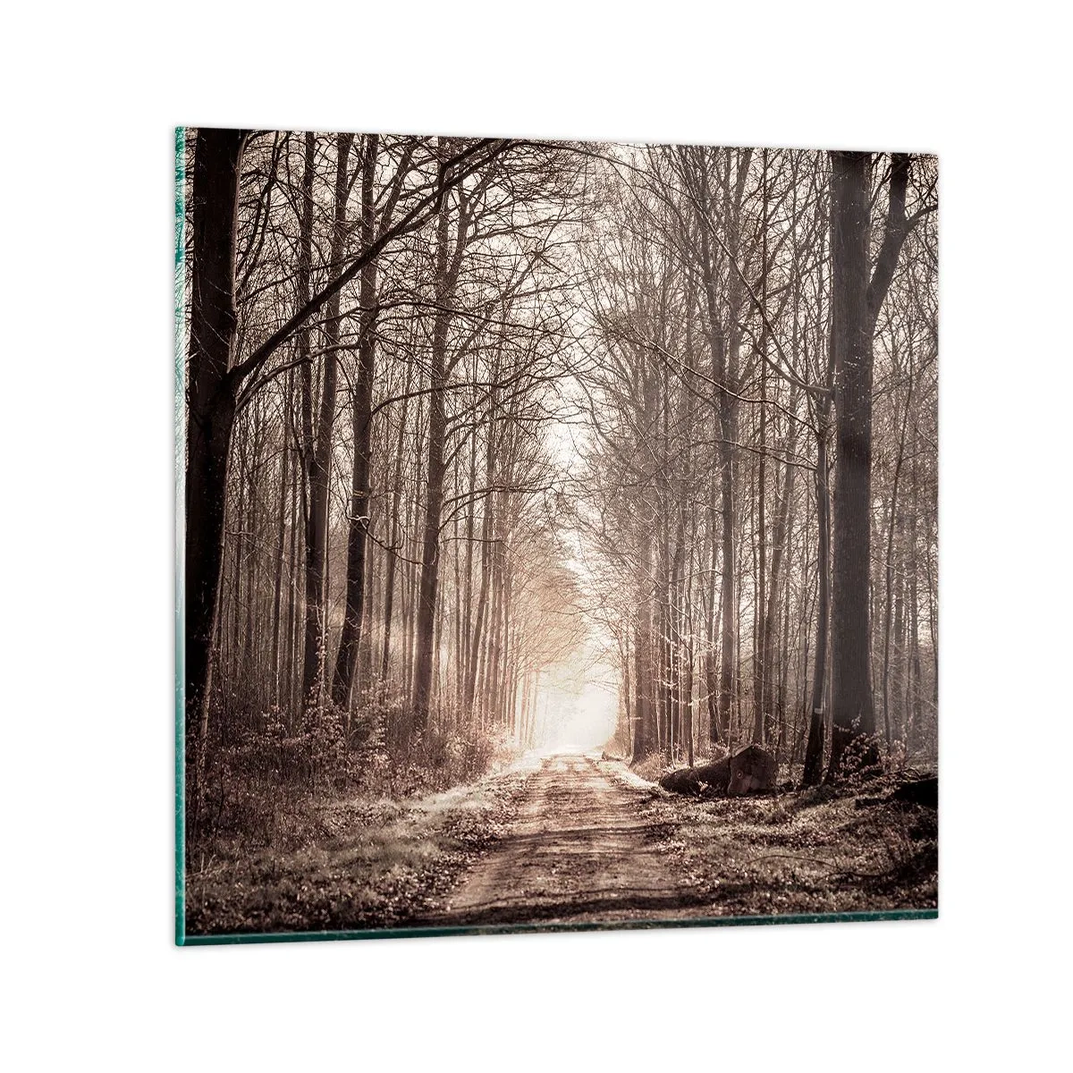 Glass picture - Cathedral of the Forest - 40x40 cm
