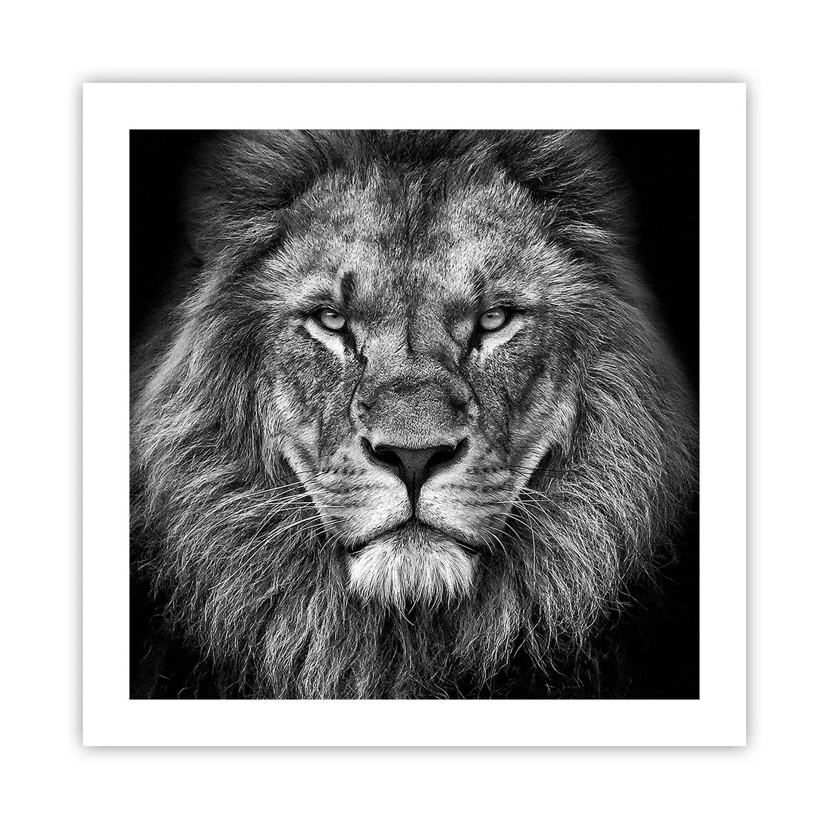 Poster - In Coronation Clothes - 50x50 cm