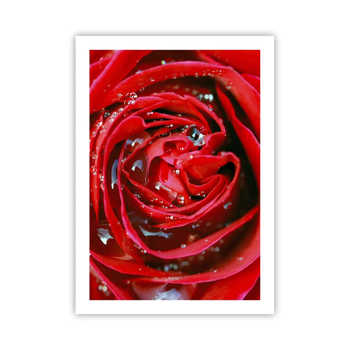 Poster - In Dew Drops - 50x70 cm