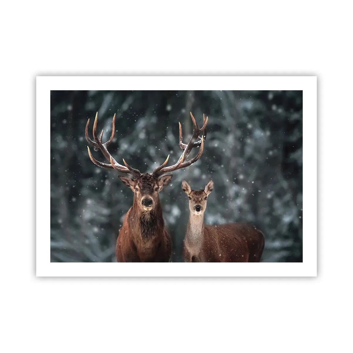Poster - Master of the Forest with His Wife - 70x50 cm