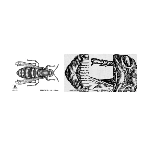 Photo Wallpaper Sample Premium Canvas - From Insect Planet - Wasp, Insect, Minimalistic - 100x30 cm