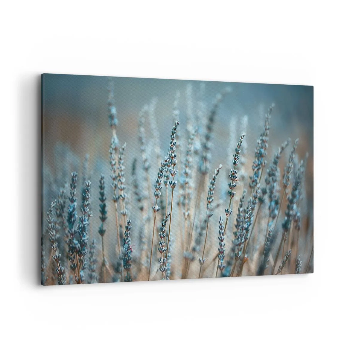 Canvas picture - Fragrant Grass - 120x80 cm