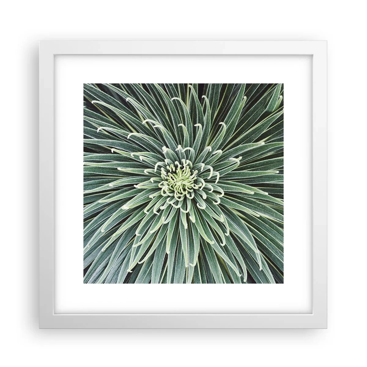 Poster in white frmae - Birth of a Star - 30x30 cm