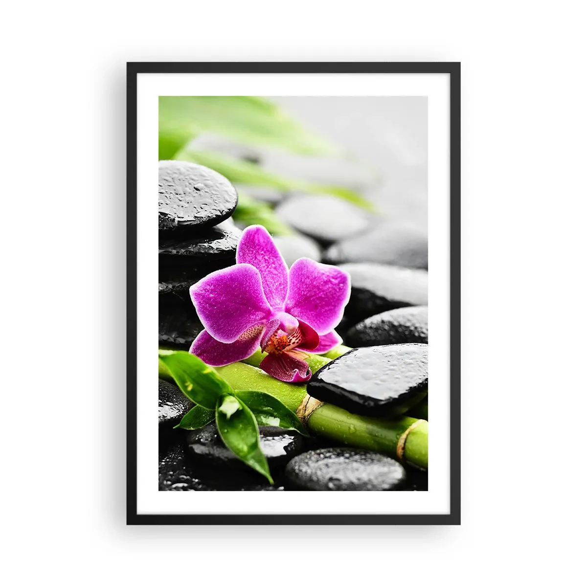 Poster in black frame - Purple orchid on wet stones and green leaves - 50x70cm - In a Peaceful Balance - Modern wall decoration for the living room and bedroom ARTTOR
