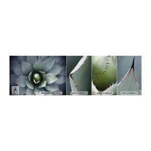 Photo Wallpaper Sample Premium Canvas - Attracts and Warns - Agave flower, Agave, Exoticism - 100x30 cm