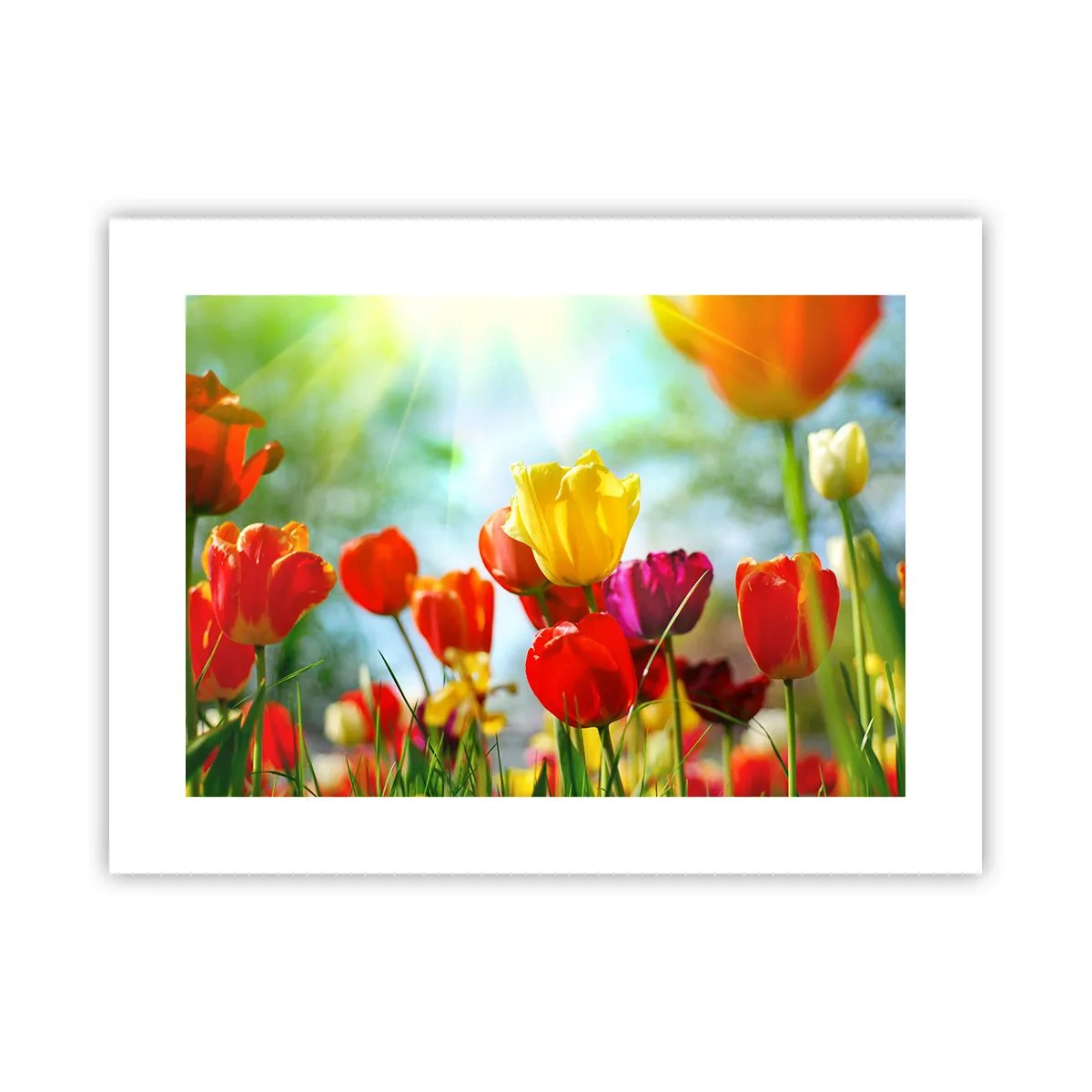 Poster - All Colours of the Sun - 40x30 cm