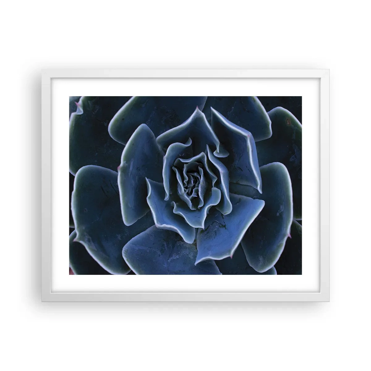 Poster in white frmae - Flower of the Desert - 50x40 cm