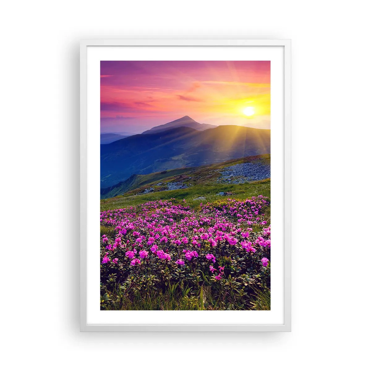 Poster in white frmae - Surrounded by Mountain Pine and Herbs - 50x70 cm