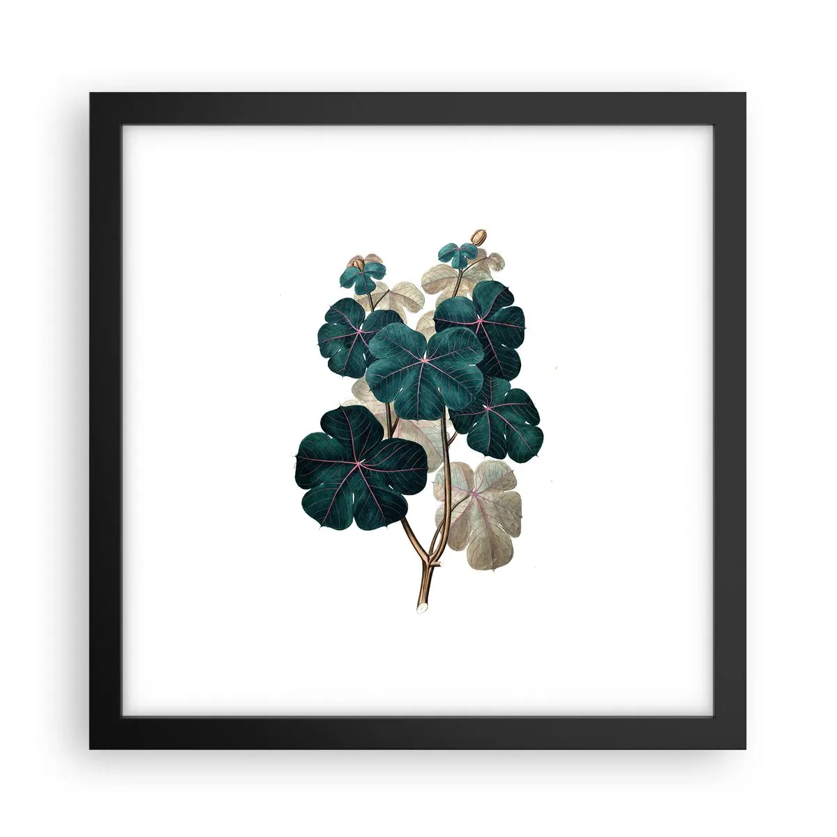 Poster in black frame - From the Old Herbarium - 30x30 cm
