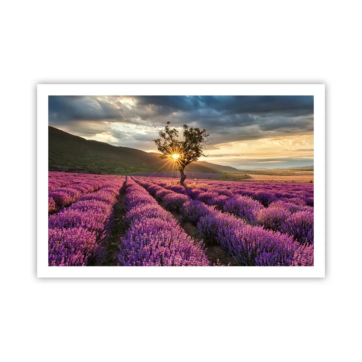 Poster - Lilac Coloured Aroma - 91x61 cm