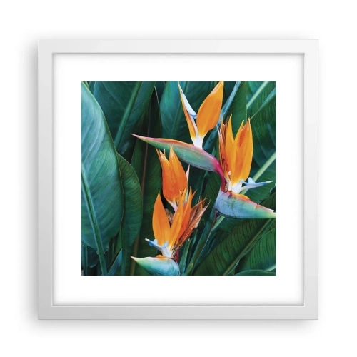 Poster in white frmae - Is It a Flower or a Bird? - 30x30 cm