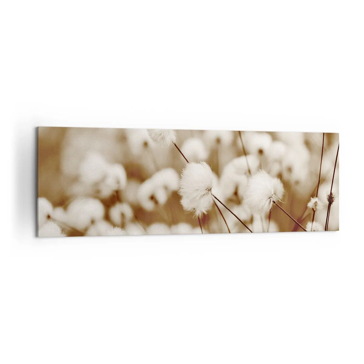 Canvas picture - Fluffy field - 160x50 cm