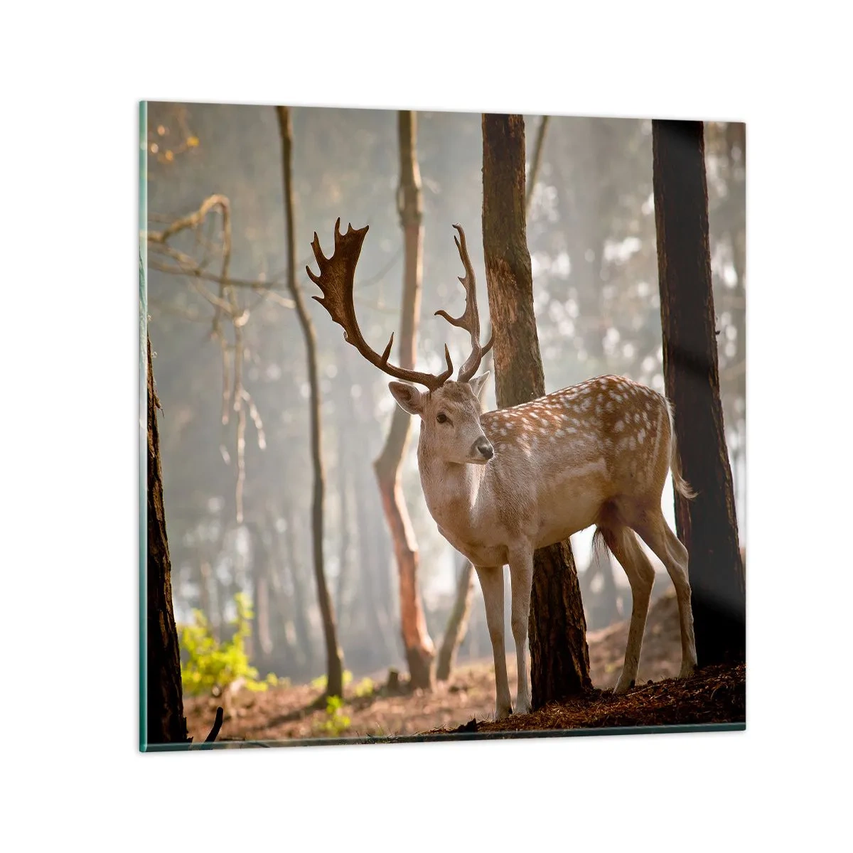 Glass picture - Light of Youth - 50x50 cm