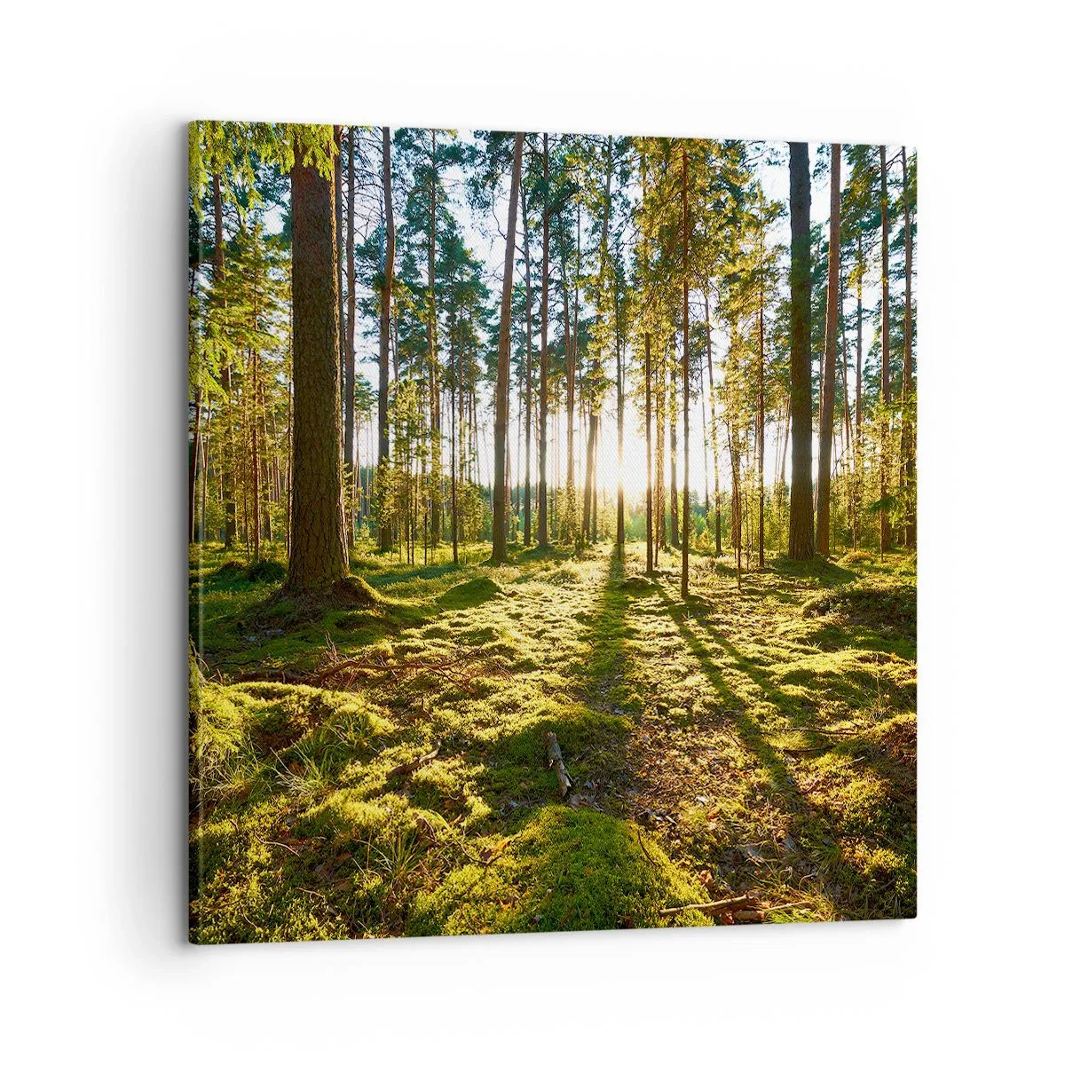 Canvas picture - Deep in the Forest - 60x60 cm