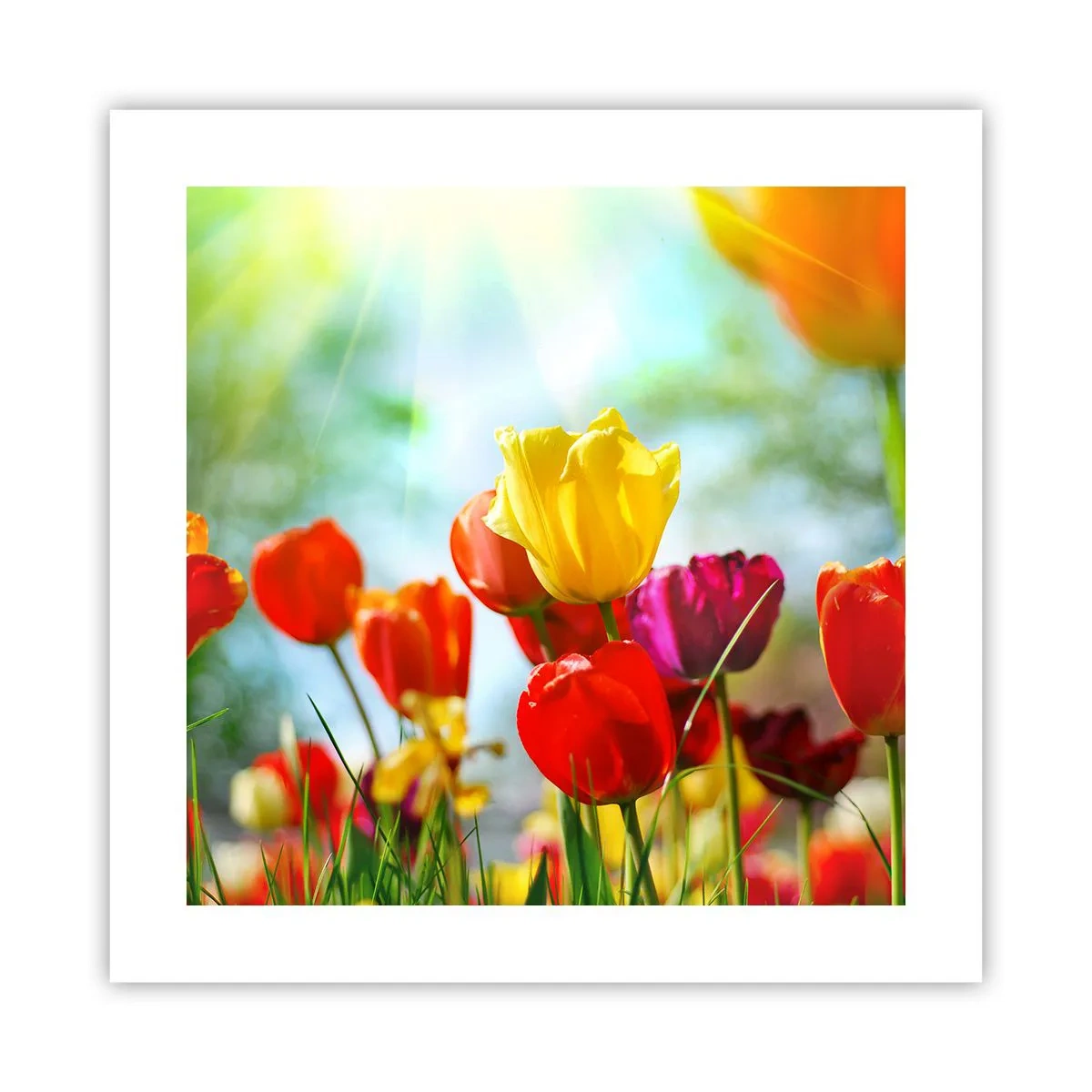 Poster - All Colours of the Sun - 40x40 cm