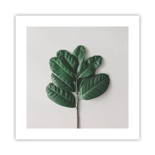 Poster - Drawing of Nature Itself - 40x40 cm