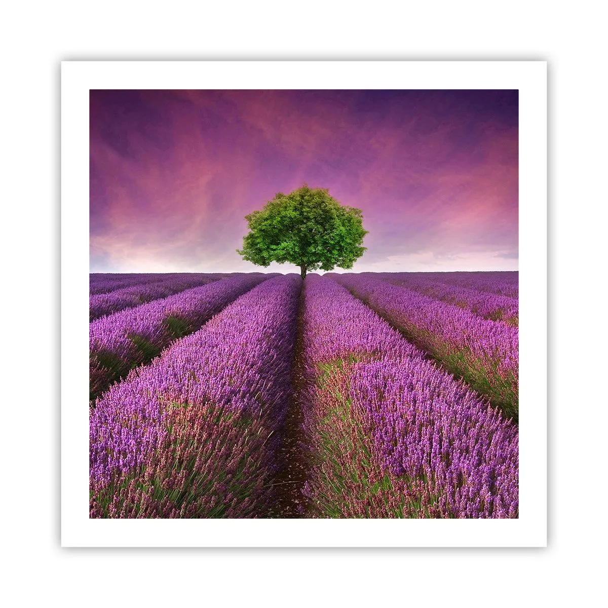 Poster - In the Fields of Lavender - 60x60 cm