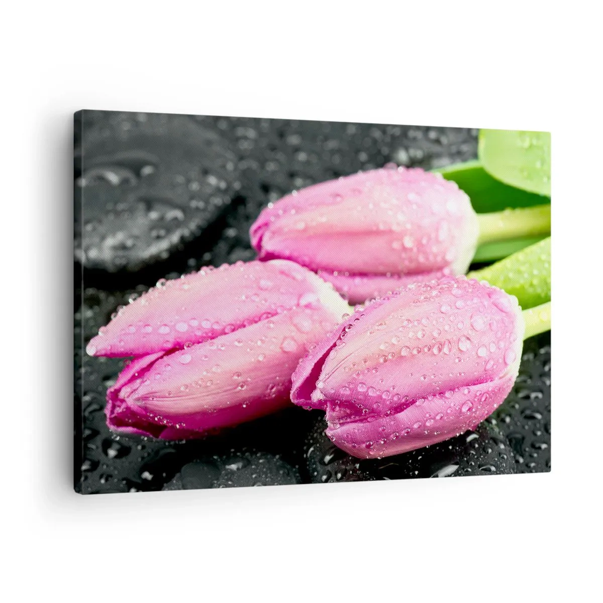Canvas picture - Three pink tulips with water drops on a black background - 70x50cm - Three Lilacs on a Black Stone - Modern wall decoration for the living room and bedroom ARTTOR