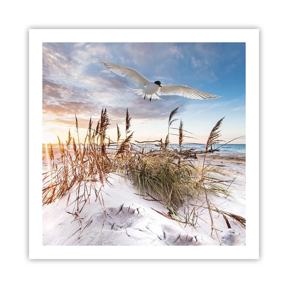Poster - Wind from the Sea - 60x60 cm
