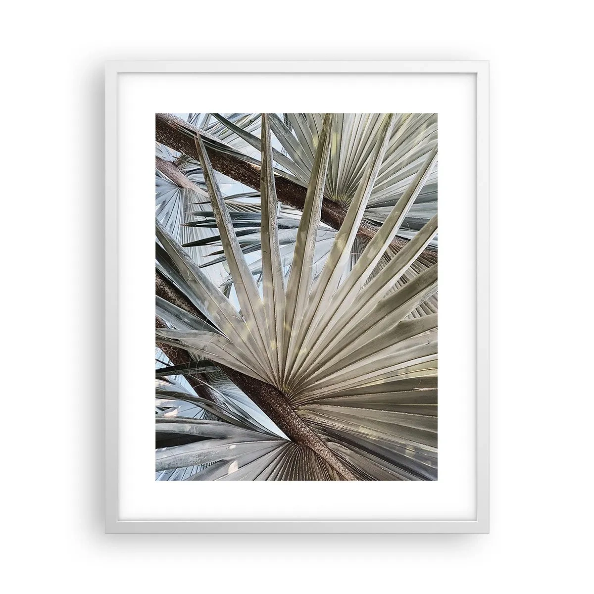 Poster in white frmae - Fans in tropics - 40x50 cm