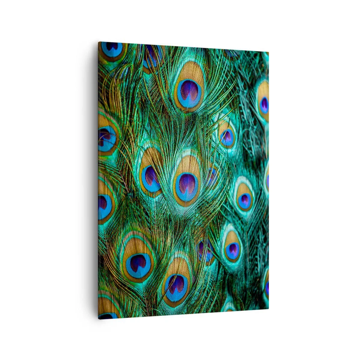 Canvas picture - Peacock Eyes - 70x100 cm