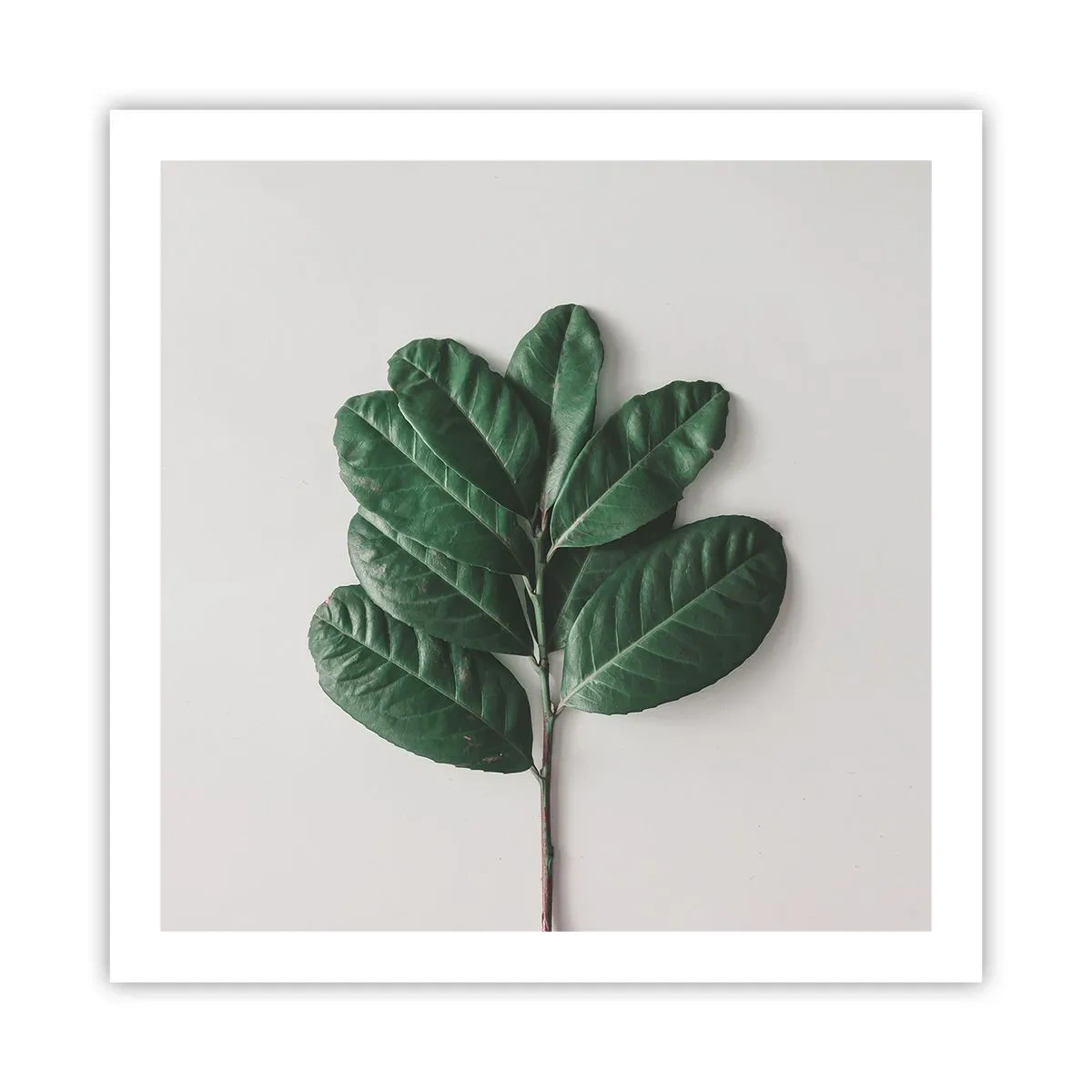 Poster - Drawing of Nature Itself - 60x60 cm