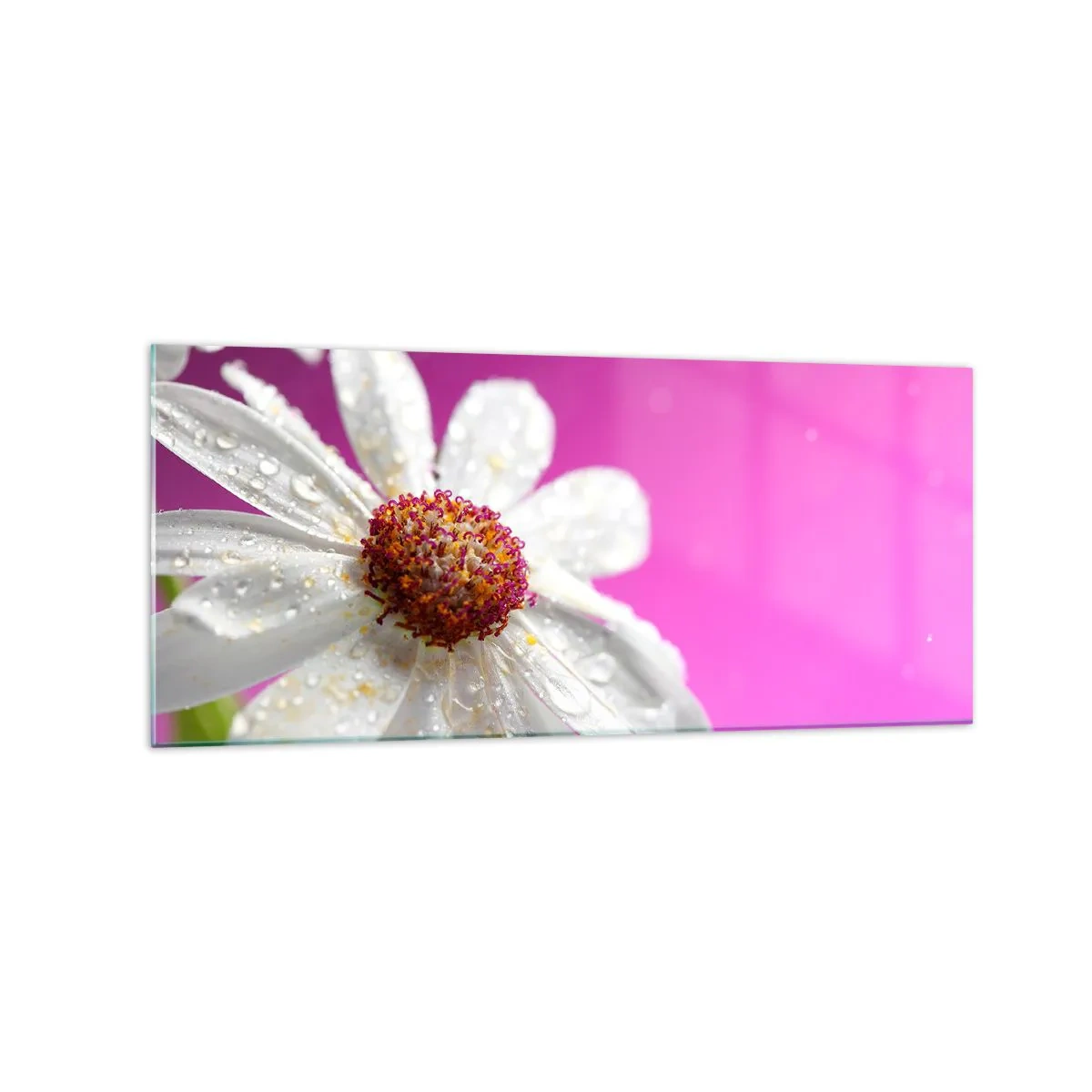 Glass picture - Modest in Its Beauty - 120x50 cm