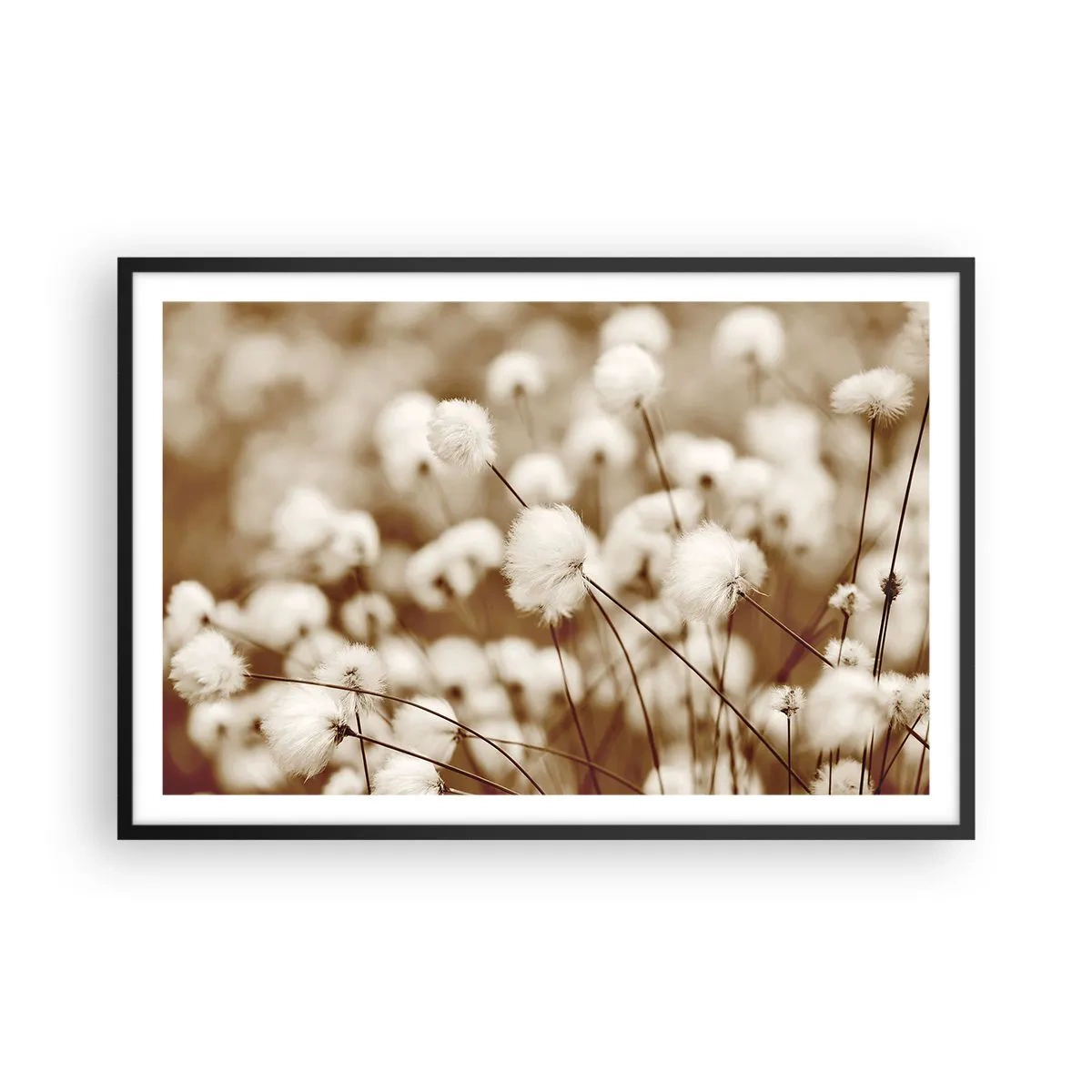 Poster in black frame - Fluffy field - 91x61 cm