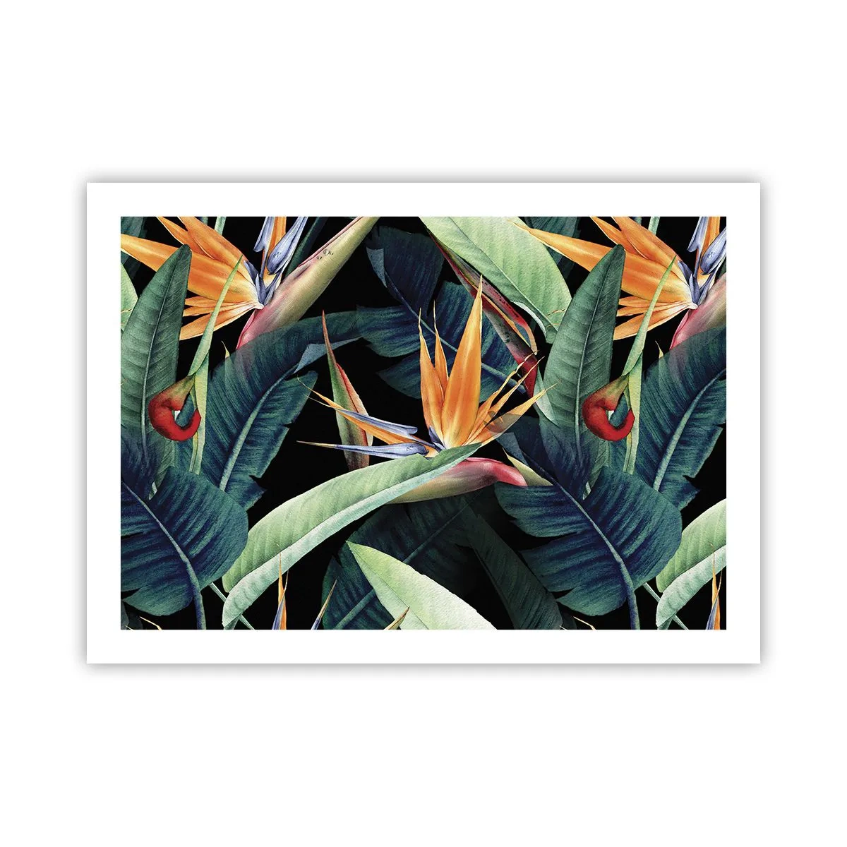 Poster - Flaming Flowers of the Tropics - 70x50 cm